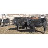 Image 6 : Double X Land & Cattle - 505# Heifers - 72 Head (Woodside, MB)