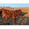 Image 2 : Creekview Farms - 800# Replacement Heifers - 40 Head (Hanley, SK)