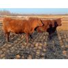 Image 3 : Creekview Farms - 800# Replacement Heifers - 40 Head (Hanley, SK)