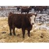 Image 5 : Creekview Farms - 800# Replacement Heifers - 40 Head (Hanley, SK)