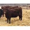 Image 6 : Creekview Farms - 800# Replacement Heifers - 40 Head (Hanley, SK)