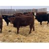 Image 7 : Creekview Farms - 800# Replacement Heifers - 40 Head (Hanley, SK)