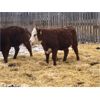 Image 8 : Creekview Farms - 800# Replacement Heifers - 40 Head (Hanley, SK)