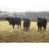 Image 1 : Clay Ridge Stock Farms Inc. - 680# Steers - 50 Head (Fairlight, SK)