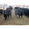 Image 2 : Clay Ridge Stock Farms Inc. - 680# Steers - 50 Head (Fairlight, SK)
