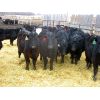 Image 3 : Clay Ridge Stock Farms Inc. - 680# Steers - 50 Head (Fairlight, SK)