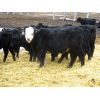 Image 4 : Clay Ridge Stock Farms Inc. - 680# Steers - 50 Head (Fairlight, SK)
