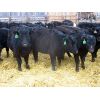 Image 5 : Clay Ridge Stock Farms Inc. - 680# Steers - 50 Head (Fairlight, SK)