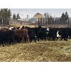 Image 2 : Logan Downey - 700# Heifers - 70 Head (Castor, AB)