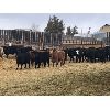 Image 5 : Logan Downey - 700# Heifers - 70 Head (Castor, AB)