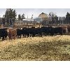 Image 6 : Logan Downey - 700# Heifers - 70 Head (Castor, AB)