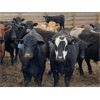 Image 5 : Coro View Farms - 900# Steers - 197 Head (Scandia, AB)