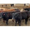 Image 3 : Coro View Farms - 830# Heifers - 190 Head (Scandia, AB)