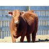 Image 2 : Island Vet Clinic - 857# Heifers - 73 Head (Taber, AB)