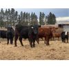 Image 6 : Reid Ranching Cremona - 675# Steers - 62 Head (Cremona, AB)