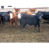 Image 1 : Borrowed Time Ranch - 685# Steers - 75 Head (Lake Alma, SK)