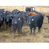 Image 2 : Borrowed Time Ranch - 685# Steers - 75 Head (Lake Alma, SK)