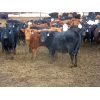 Image 3 : Borrowed Time Ranch - 685# Steers - 75 Head (Lake Alma, SK)