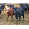 Image 4 : Borrowed Time Ranch - 685# Steers - 75 Head (Lake Alma, SK)