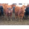 Image 5 : Borrowed Time Ranch - 685# Steers - 75 Head (Lake Alma, SK)