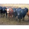 Image 6 : Borrowed Time Ranch - 685# Steers - 75 Head (Lake Alma, SK)