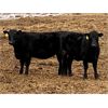 Image 3 : Reid Ranching Cremona - 800# Replacement Heifers - 13 Head (Cremona, AB)