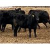 Image 5 : Reid Ranching Cremona - 800# Replacement Heifers - 13 Head (Cremona, AB)