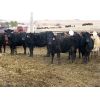 Image 2 : Borrowed Time Ranch - 525# Heifers - 85 Head (Lake Alma, SK)