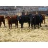 Image 3 : Borrowed Time Ranch - 525# Heifers - 85 Head (Lake Alma, SK)