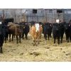 Image 5 : Borrowed Time Ranch - 525# Heifers - 85 Head (Lake Alma, SK)