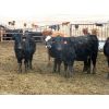 Image 6 : Borrowed Time Ranch - 525# Heifers - 85 Head (Lake Alma, SK)
