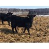 Image 2 : Bartel Cattle Corp. - 670# Heifers - 90 Head (Drake, SK)