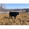 Image 3 : Bartel Cattle Corp. - 670# Heifers - 90 Head (Drake, SK)