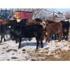Image 6 : Bartel Cattle Corp. - 670# Heifers - 90 Head (Drake, SK)