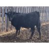 Image 3 : Todd Hunter - 875# Heifers - 68 Head (Kenton, MB)