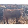 Image 7 : Todd Hunter - 875# Heifers - 68 Head (Kenton, MB)