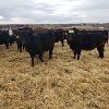 Image 3 : Smith Ranch - 820# Replacement Heifers - 30 Head (Mendham, SK)