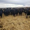 Image 4 : Smith Ranch - 820# Replacement Heifers - 30 Head (Mendham, SK)
