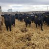 Image 5 : Smith Ranch - 820# Replacement Heifers - 30 Head (Mendham, SK)