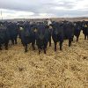 Image 6 : Smith Ranch - 820# Replacement Heifers - 30 Head (Mendham, SK)