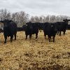 Image 2 : Smith Ranch - 820# Replacement Heifers - 30 Head (Mendham, SK)