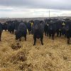 Image 5 : Smith Ranch - 820# Replacement Heifers - 30 Head (Mendham, SK)
