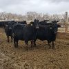Image 1 : Smith Ranch - 820# Replacement Heifers - 30 Head (Mendham, SK)