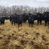 Image 3 : Smith Ranch - 820# Replacement Heifers - 30 Head (Mendham, SK)