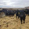 Image 4 : Smith Ranch - 820# Replacement Heifers - 30 Head (Mendham, SK)