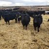 Image 6 : Smith Ranch - 820# Replacement Heifers - 30 Head (Mendham, SK)