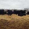Image 1 : Smith Ranch - 820# Replacement Heifers - 33 Head (Mendham, SK)