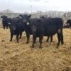 Image 3 : Smith Ranch - 820# Replacement Heifers - 33 Head (Mendham, SK)