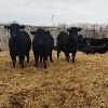 Image 2 : Smith Ranch - 820# Replacement Heifers - 33 Head (Mendham, SK)
