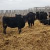 Image 4 : Smith Ranch - 820# Replacement Heifers - 33 Head (Mendham, SK)